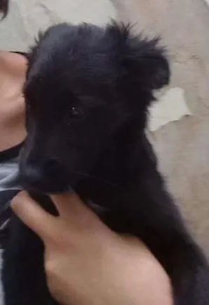 Cachorro ra a Raça indefinida  idade 2 a 6 meses nome TIca 