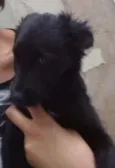 TIca
