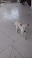 TIca 