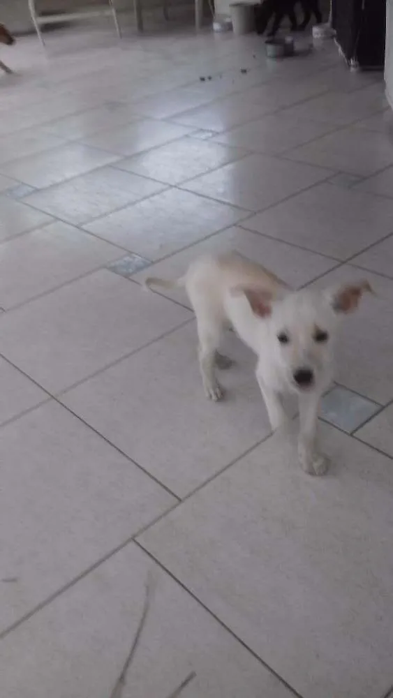 Cachorro ra a Raça indefinida  idade 2 a 6 meses nome TIca 