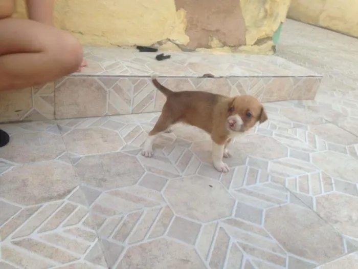 Cachorro ra a sem raça idade Abaixo de 2 meses nome alec