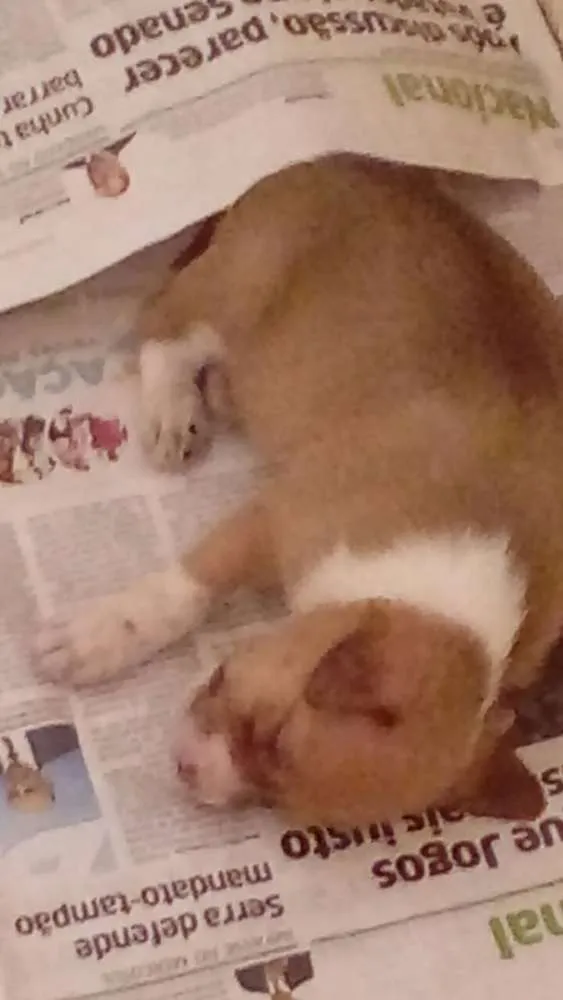 Cachorro ra a sem raça idade Abaixo de 2 meses nome alec