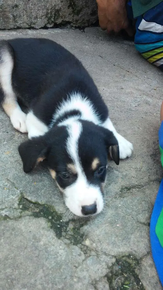 Cachorro ra a Srd idade 2 a 6 meses nome Sem nome