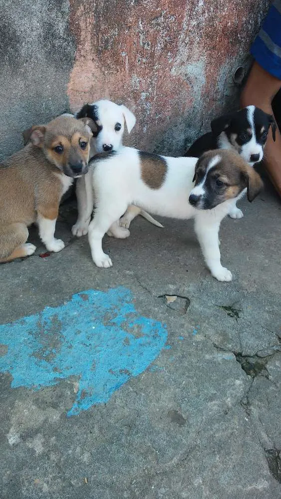 Cachorro ra a Srd idade 2 a 6 meses nome Sem nome