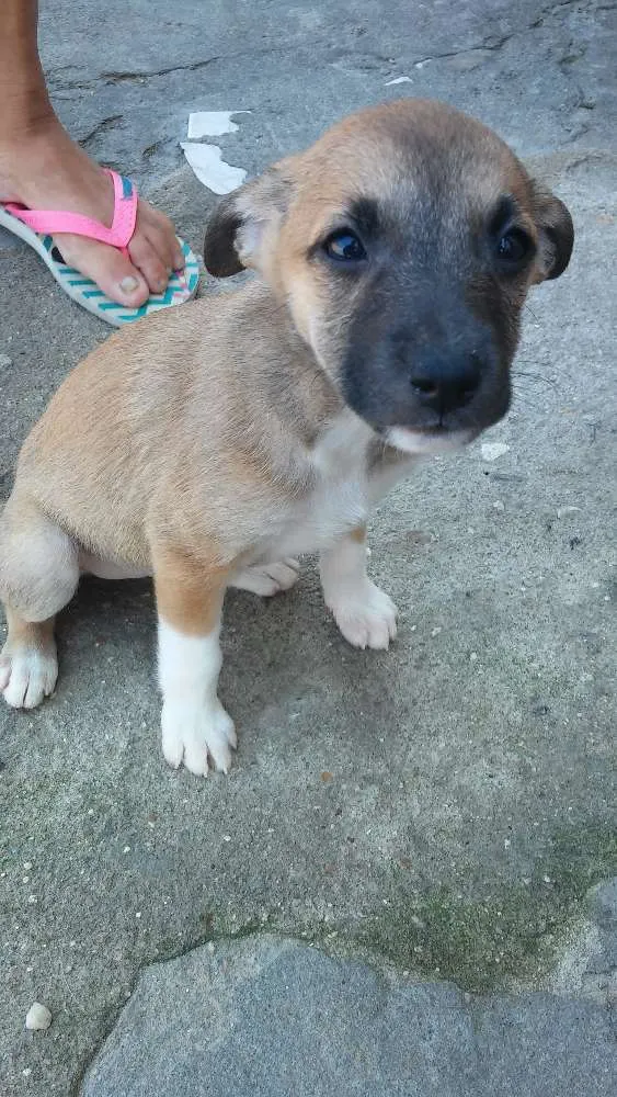 Cachorro ra a Srd idade 2 a 6 meses nome Sem nome