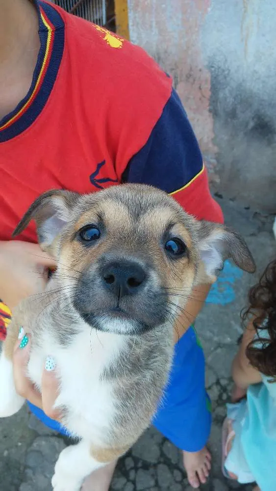 Cachorro ra a Srd idade 2 a 6 meses nome Sem nome