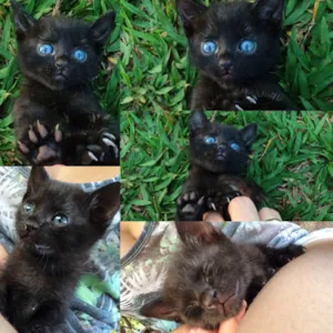 Gato raça SRD idade Abaixo de 2 meses nome Shoyo