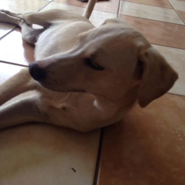 Cachorro raça Vira Lata idade 2 a 6 meses nome Zancu
