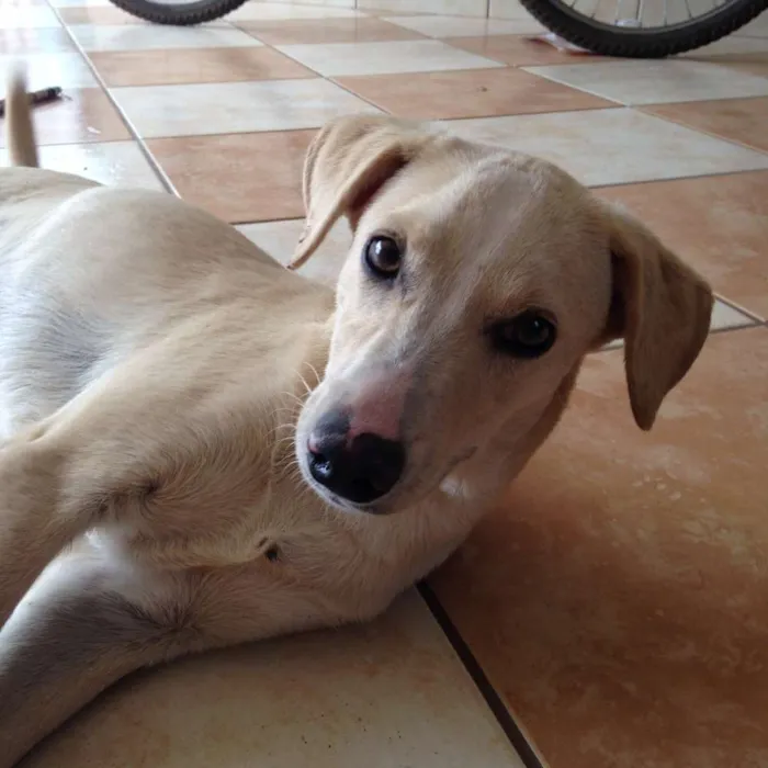 Cachorro raça Vira Lata idade 2 a 6 meses nome Zancu