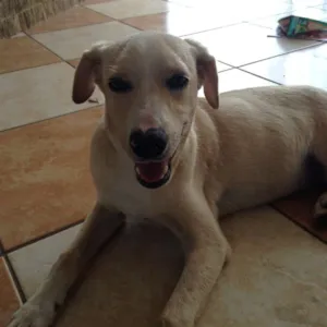 Cachorro raça Vira Lata idade 2 a 6 meses nome Zancu