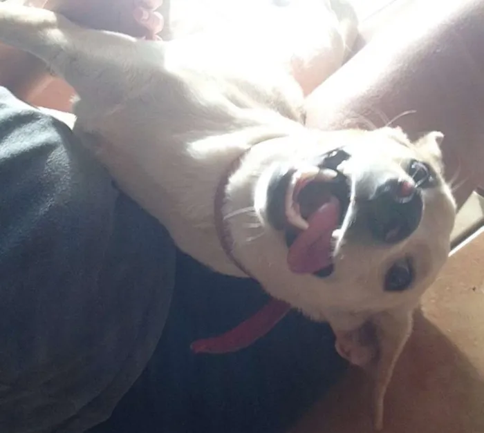 Cachorro raça Vira Lata idade 2 a 6 meses nome Zancu