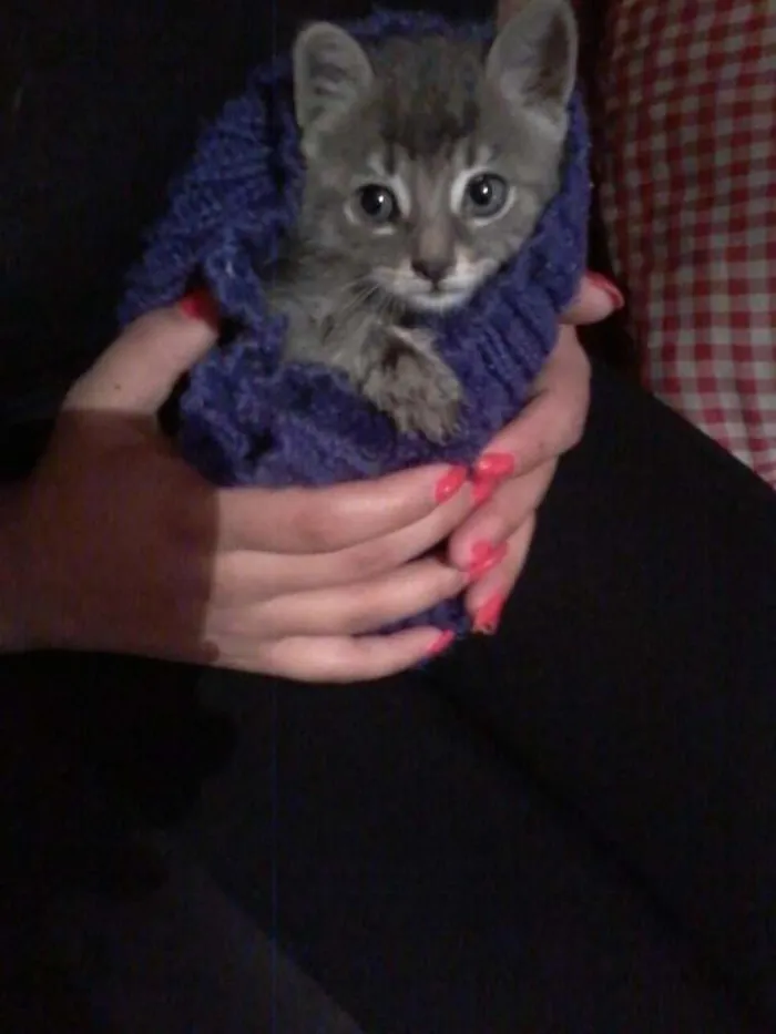 Gato ra a  idade  nome Rain