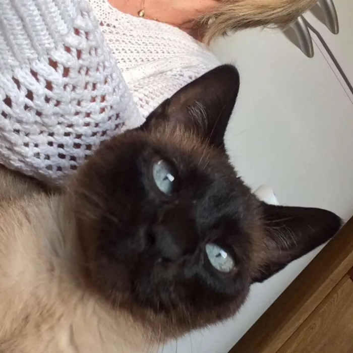 Gato ra a Siamês idade 2 anos nome clotilde