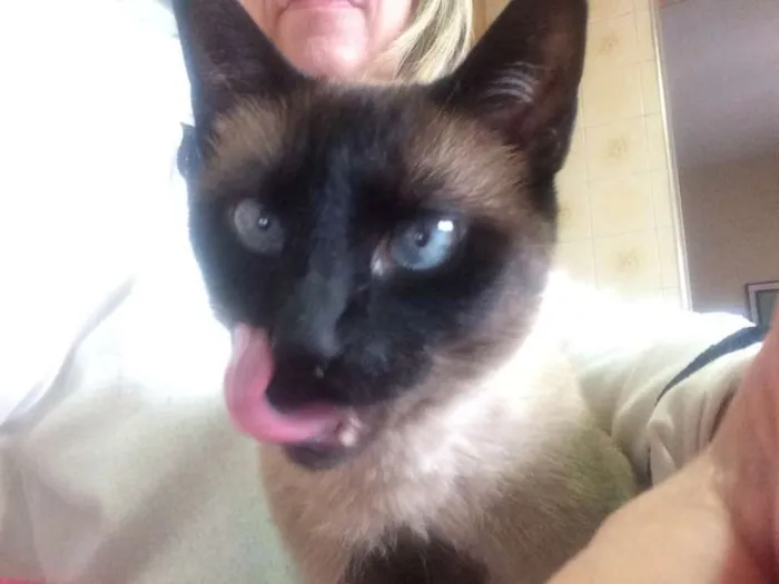 Gato ra a Siamês idade 2 anos nome clotilde