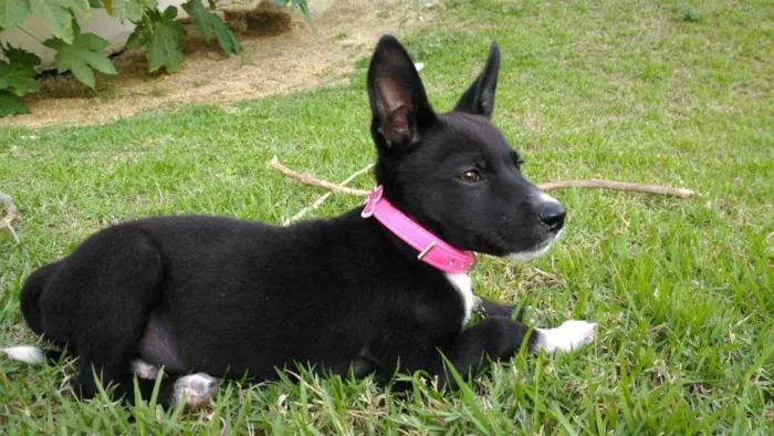 Cachorro ra a Vira lata idade 2 a 6 meses nome Kiara 