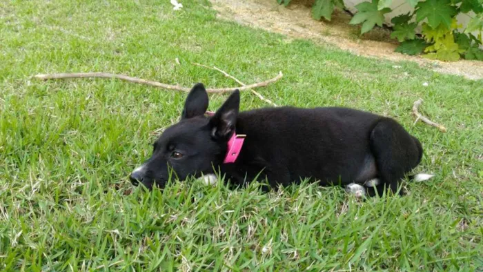 Cachorro ra a Vira lata idade 2 a 6 meses nome Kiara 