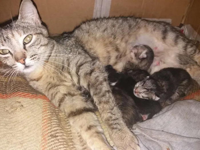 Gato ra a  idade Abaixo de 2 meses nome S/N