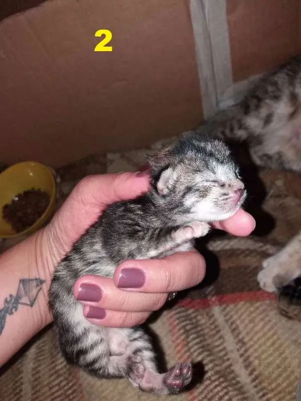 Gato ra a  idade Abaixo de 2 meses nome S/N