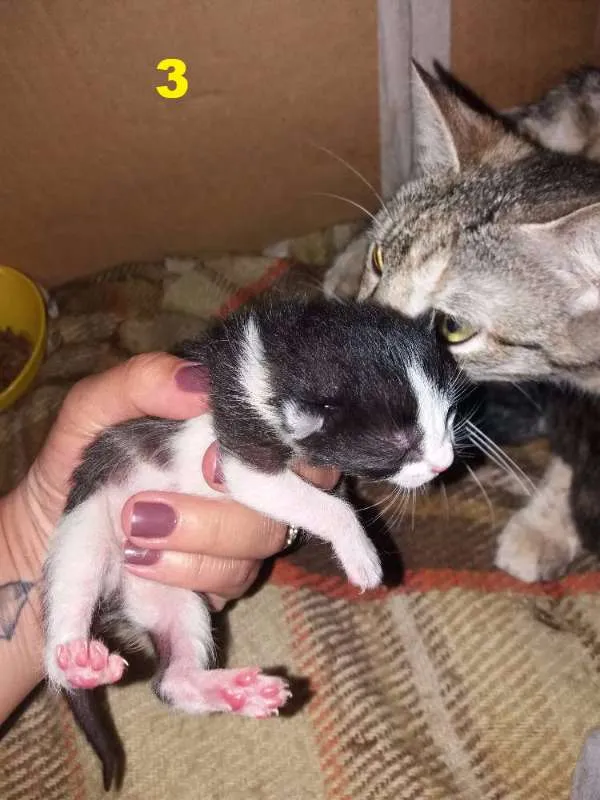 Gato ra a  idade Abaixo de 2 meses nome S/N