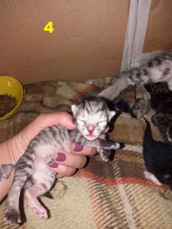 Gato ra a  idade Abaixo de 2 meses nome S/N