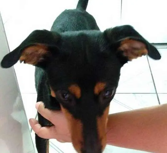 Cachorro ra a Pinscher com basset - viralata idade 1 ano nome JUJU