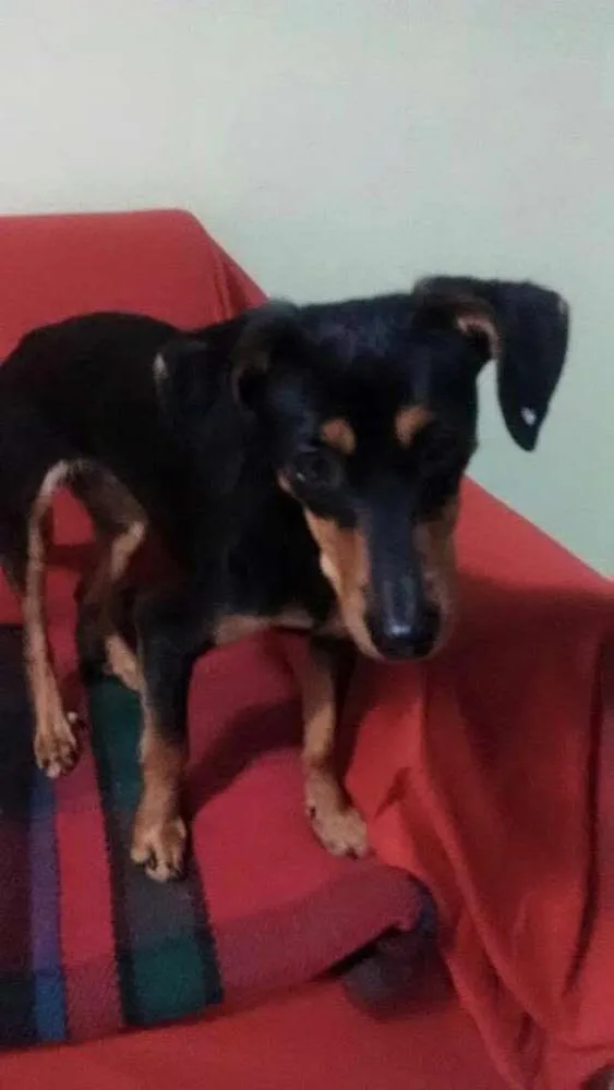 Cachorro ra a Pinscher com basset - viralata idade 1 ano nome JUJU