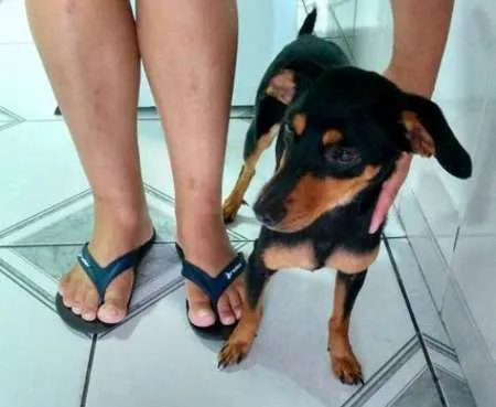 Cachorro ra a Pinscher com basset - viralata idade 1 ano nome JUJU