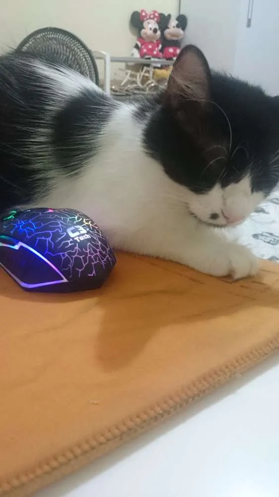 Gato ra a SRD idade 1 ano nome Amy