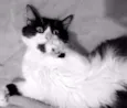 Amy