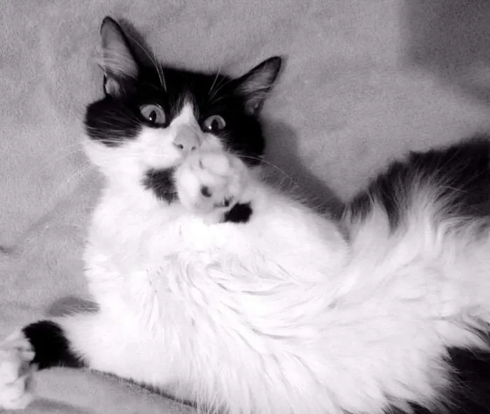 Gato ra a SRD idade 1 ano nome Amy