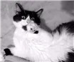 Gato raça SRD idade 1 ano nome Amy