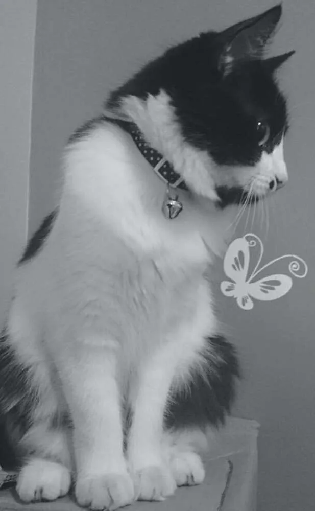 Gato ra a SRD idade 1 ano nome Amy