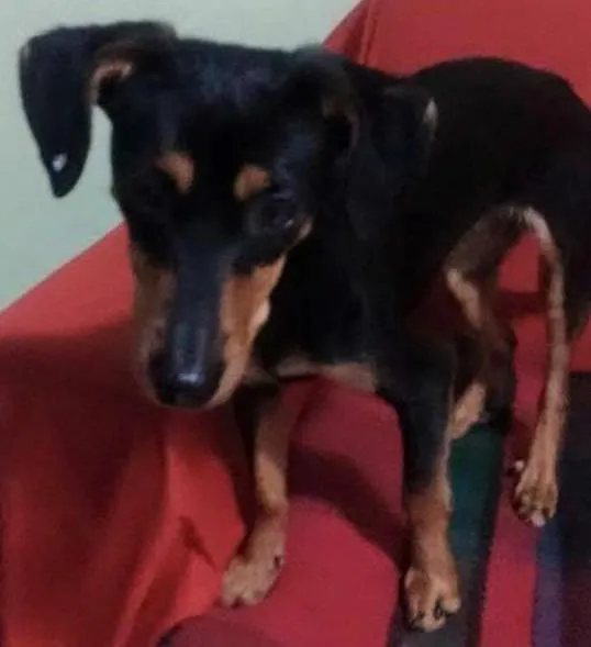 Cachorro ra a Pinscher com basset - viralata idade 1 ano nome JUJU