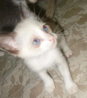 Cachorro raça Pastor-belga idade Abaixo de 2 meses nome Sem nome