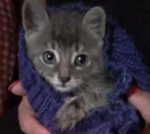 Gato raça  idade  nome Rain