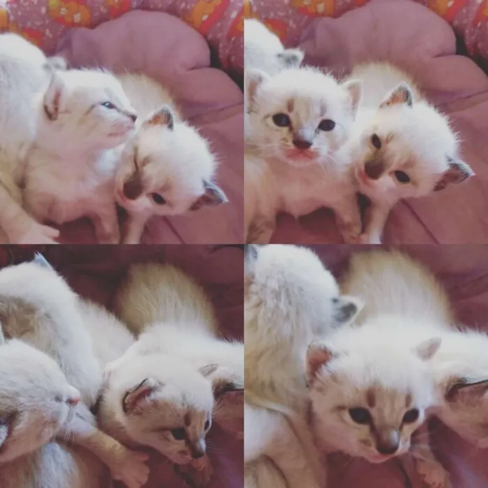 Gato ra a  idade Abaixo de 2 meses nome SEM NOMES