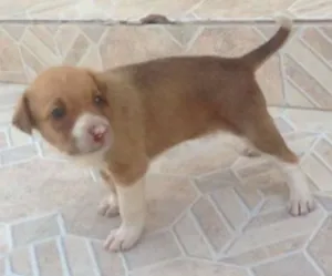 Cachorro raça sem raça idade Abaixo de 2 meses nome alec