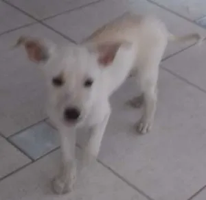 Cachorro raça Raça indefinida  idade 2 a 6 meses nome TIca 