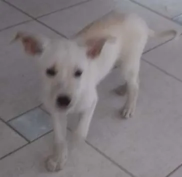 Cachorro ra a Raça indefinida  idade 2 a 6 meses nome TIca 