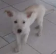 TIca