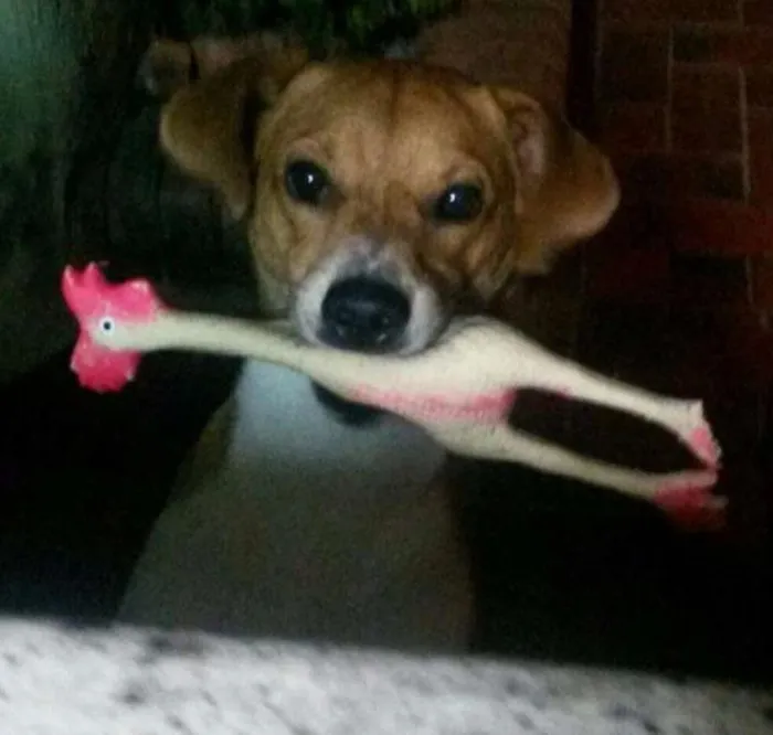 Cachorro ra a SRD idade 2 anos nome Joaquim (Joka)