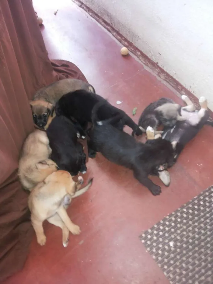 Cachorro ra a  idade Abaixo de 2 meses nome Sem nome