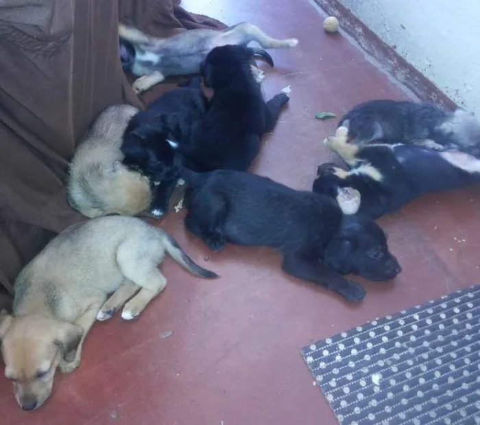 Cachorro ra a  idade Abaixo de 2 meses nome Sem nome