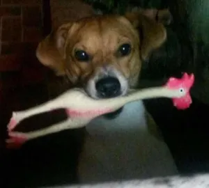 Cachorro raça SRD idade 2 anos nome Joaquim (Joka)