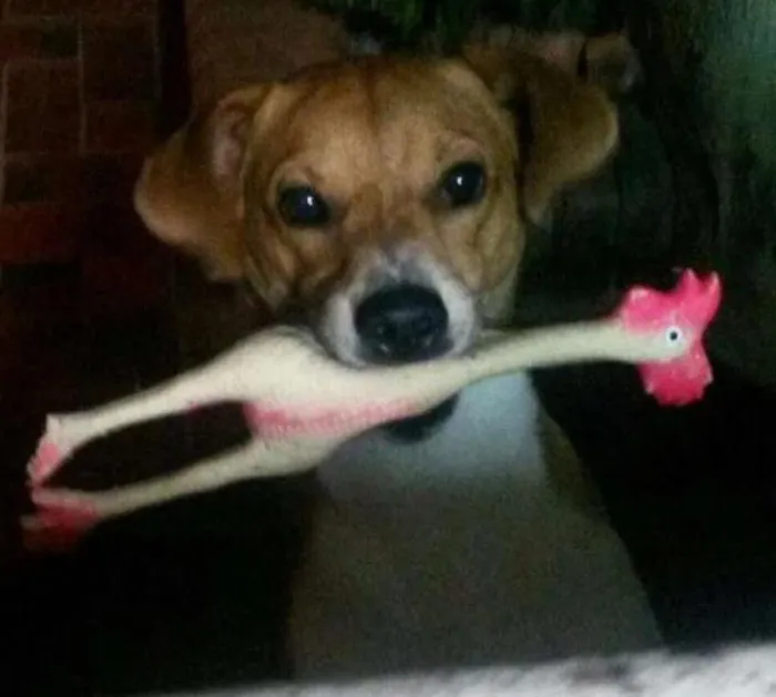 Cachorro ra a SRD idade 2 anos nome Joaquim (Joka)