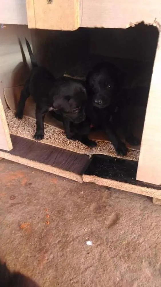 Cachorro ra a Vira lata idade 2 a 6 meses nome A sua escolha
