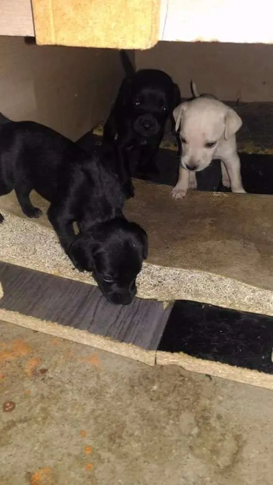 Cachorro ra a Vira lata idade 2 a 6 meses nome A sua escolha