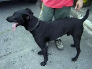 Cachorro raça Vira Lata idade  nome Bigode