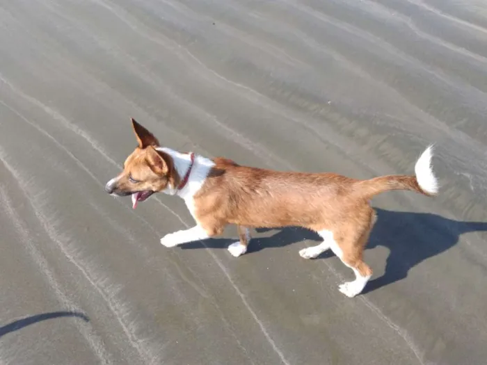 Cachorro ra a Não sei idade 2 a 6 meses nome Toby