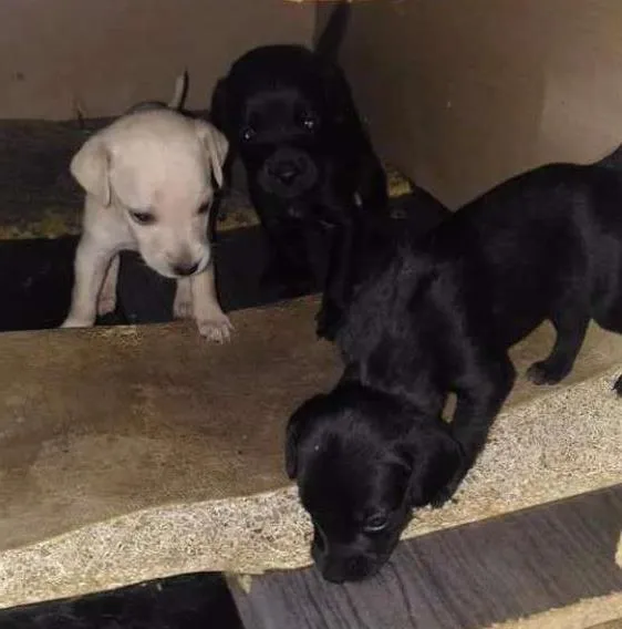 Cachorro ra a Vira lata idade 2 a 6 meses nome A sua escolha
